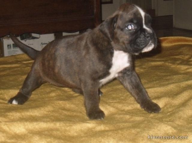 Donne chiot type Boxer