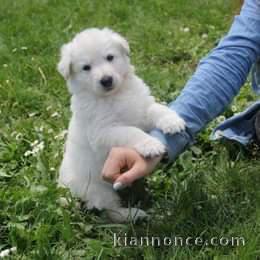 Donne chiot type Berger Blanc Suisse