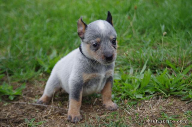 Donne chiot type Bouvier australien 