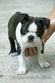  Donne chiot type  Boston terrier