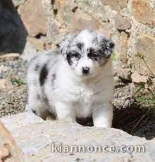 Donne chiot type Border Collie