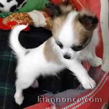 Donne chiot type Chihuahua 