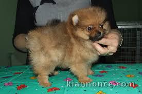 Donne chiot type Spitz nains