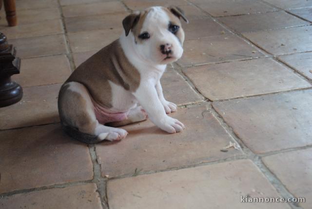 Donne chiot type Américan Staffordshire Terrier 