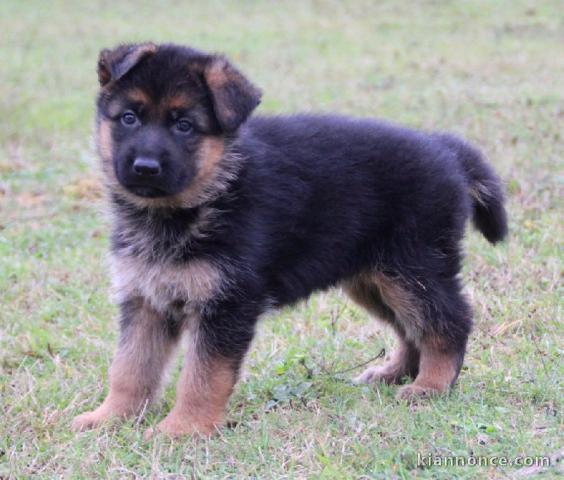 Donne chiot type Berger allemand