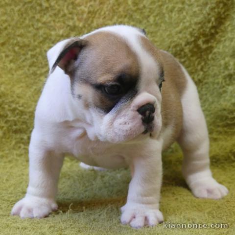 Donne chiot type Bulldog Anglais