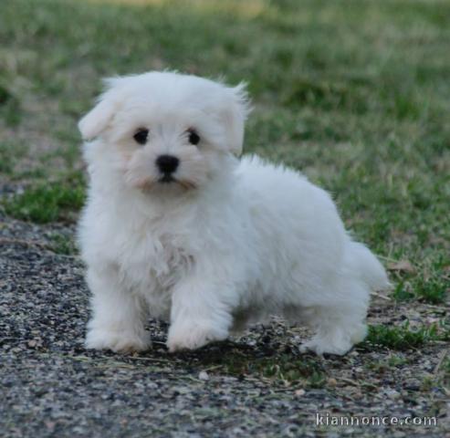 Donne chiot type Bichon Maltais