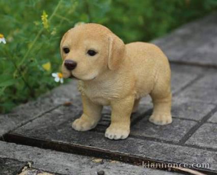 Donne chiot type Labrador