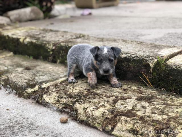 Donne chiot type Bouvier australien 