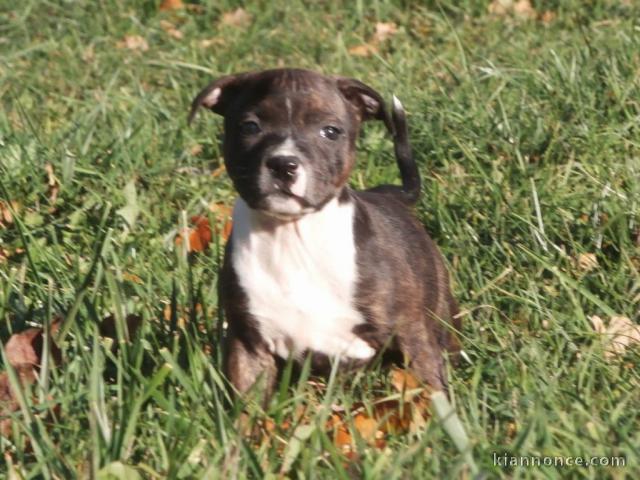 Donne chiot type Staffordshire Bull Terrier