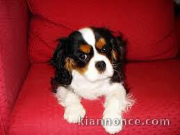 Donne chiot type  Cavalier King Charles