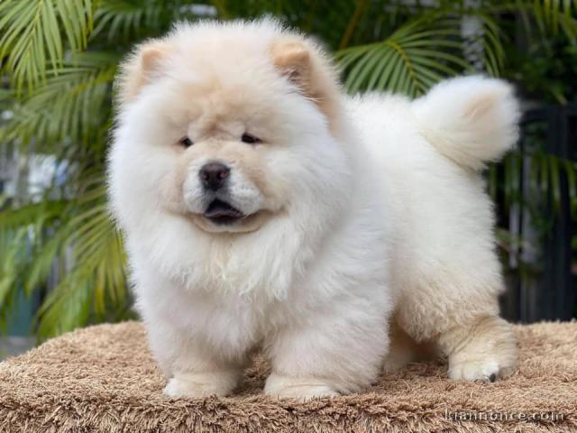 Donne chiot type Chow Chow