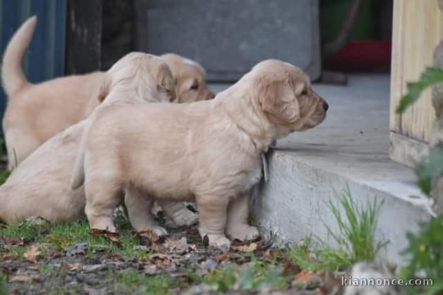 Donne chiot type Golden retriever