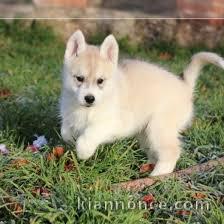 Donne chiot type Husky