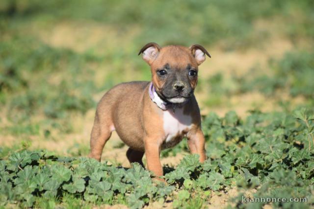 Donne chiot type Staffordshire Bull Terrier