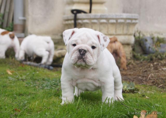 Donne chiot type Bulldog Anglais