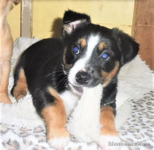 Donne chiot type Berger Beagle 