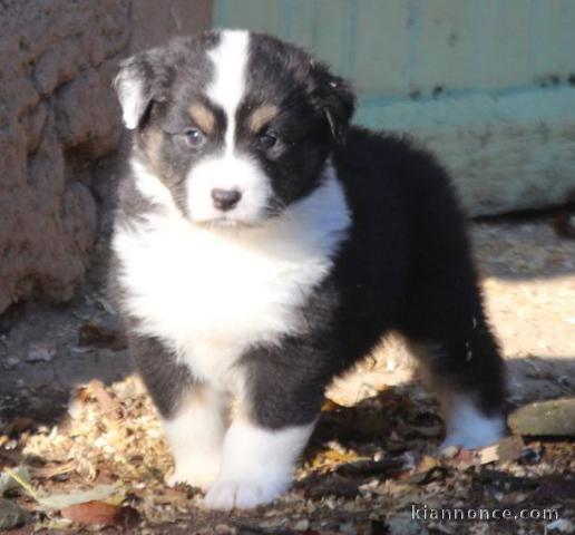 Donne chiot type Berger allemand 