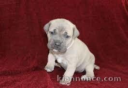 Donne chiot type Cane corso 