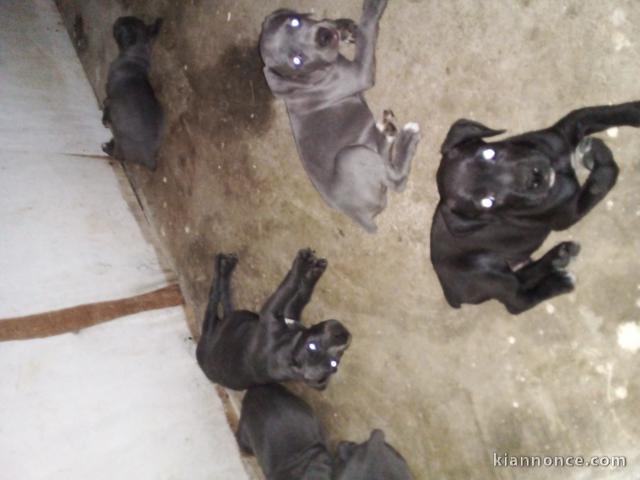 Vends des chiots canne corso pure race 