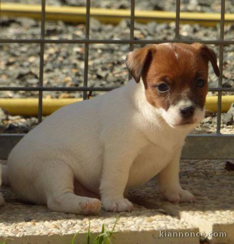 Magnifique chiot de type jack russel a donner