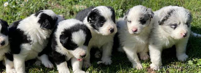  Magnifiques Chiots Border Collie Pure Race