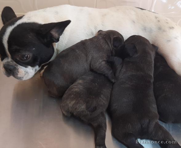 Magnifiques Chiots Bouledogues Français Pure Race