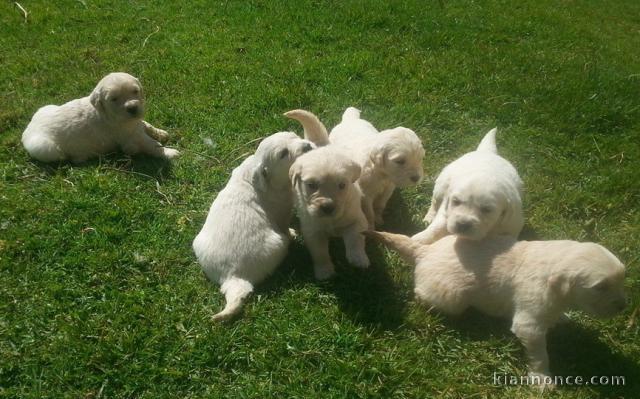 Magnifiques Chiots Golden Retriever Pure Race