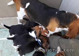  Magnifiques Chiots Beagle Pure Race