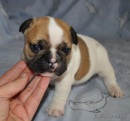 Adorable chiot Femelle Bouledogue français a donner 