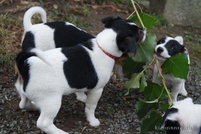 Disponible de suite chiot Jack Russel