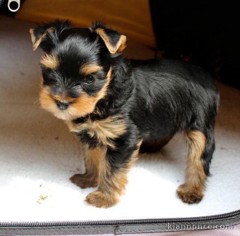 Donne chiot type Yorkshire Terrier,