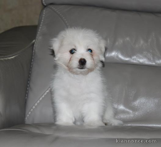 Donne chiot type chiot Coton de Tuléar 