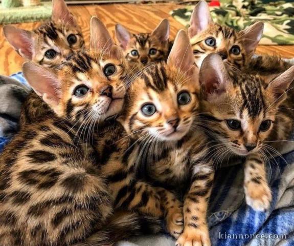 superbes chatons bengal