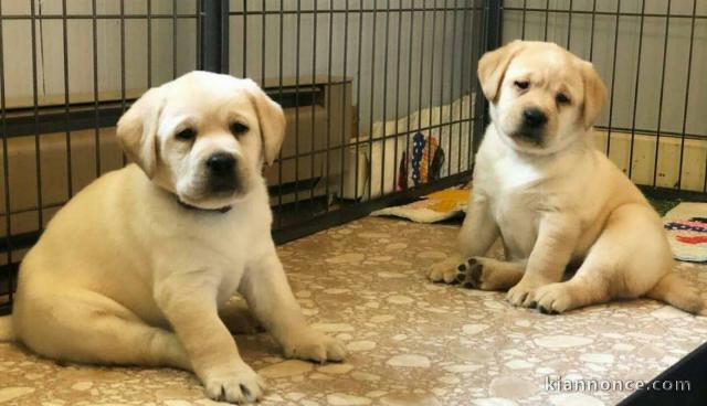 chiots labrador retriever à adopter