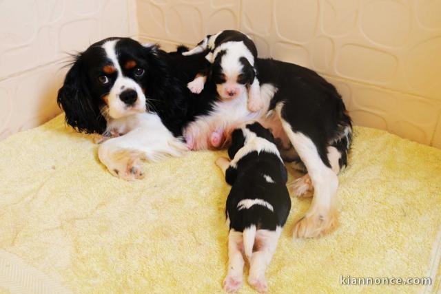 Adorables Chiots Cavaliers King Charles Pure Race