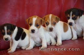 Sublimes Chiots Jack Russel Pure Race