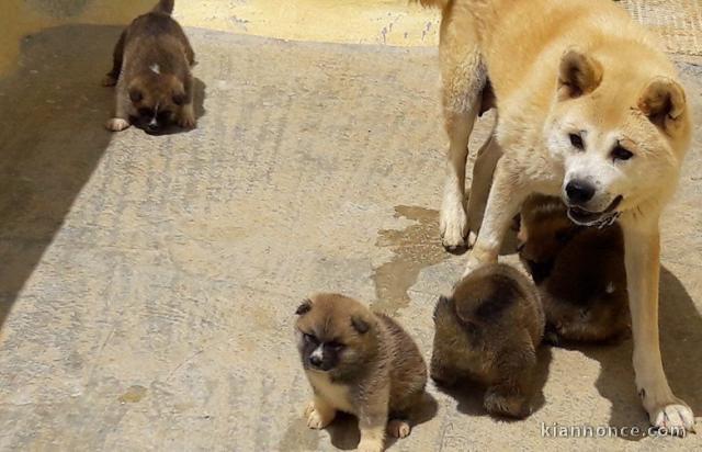 Magnifiques Chiots Akita Inu Pure Race