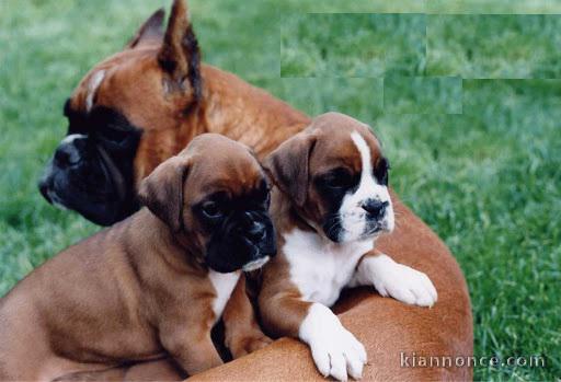   Magnifiques Chiots Boxer Pure Race