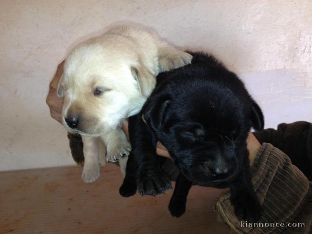 Magnifiques Chiots Labrador Retriever Pure Race 