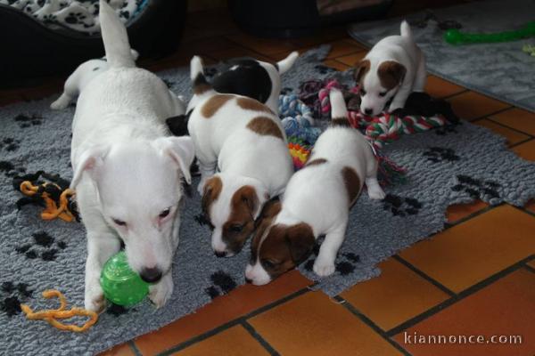  5 magnifiques chiots femelles et male Jack Russells