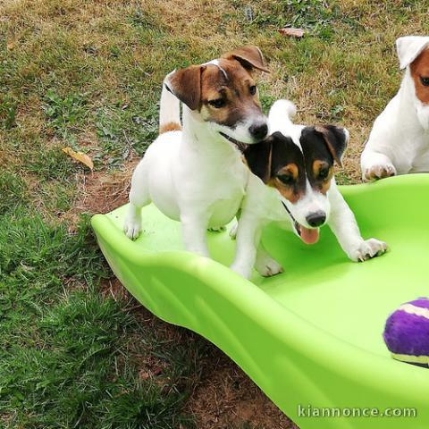 Magnifiques chiots femelles et male Jack Russells