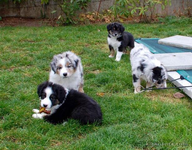  6 CHIOTS BERGER AUSTRALIEN (2 FEMELLES & 4 MÂLES)