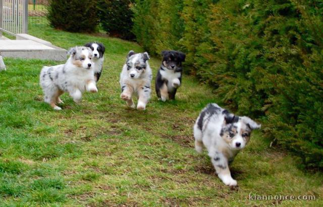 Chiots Berger Australien 2 femelles & 4 males