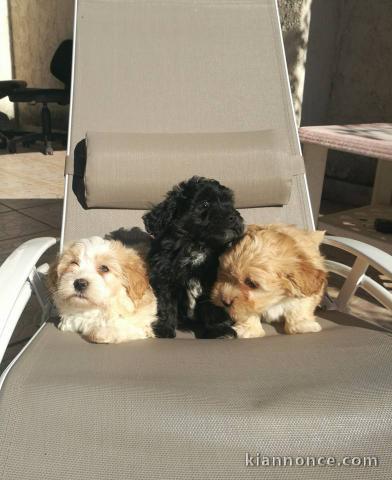 ADORABLE CHIOTS LOF BICHONS HAVANAIS