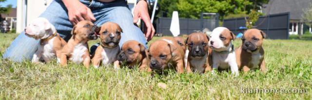   Magnifiques Chiots American Stafforshdire Pure Race