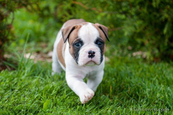 Disponible de chiot bouledogue français trois mois