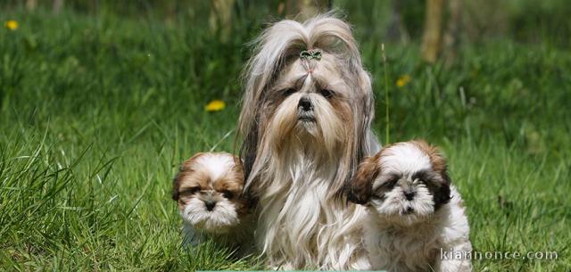 Sublimes Chiots Shih Tzu Pure Race