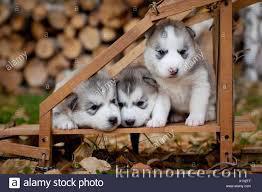 Magnifiques Chiots Husky Siberien Pure Race