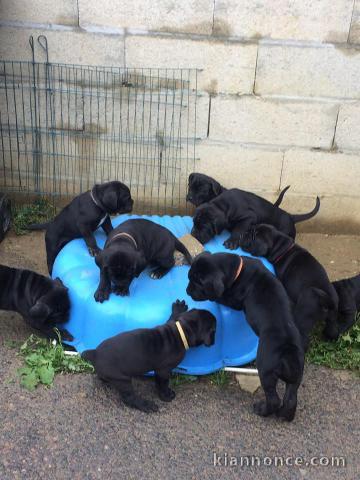  8 CHIOTS CANE CORSO À VENDRE (3 FEMELLES & 5 MÂLES)